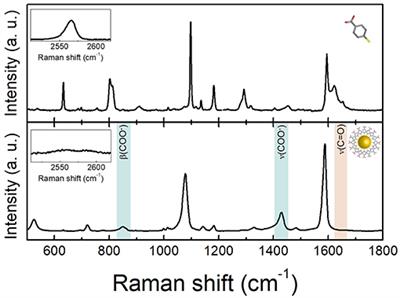 Exploring the Potentiality of a SERS-Active pH Nano-Biosensor